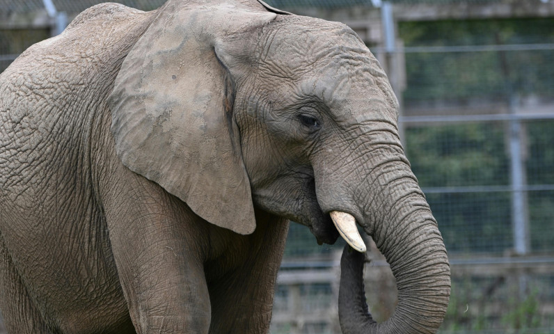 Zoo de Beauval (4).jpg